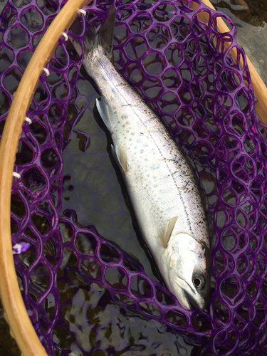 イワナの釣果