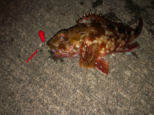 カサゴの釣果