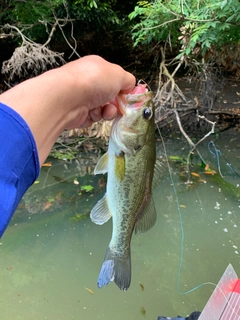 ラージマウスバスの釣果