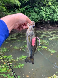 ラージマウスバスの釣果