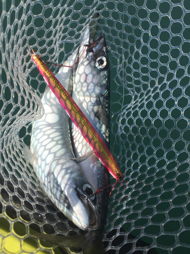 サバの釣果