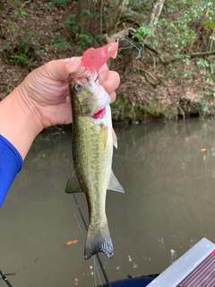 ラージマウスバスの釣果