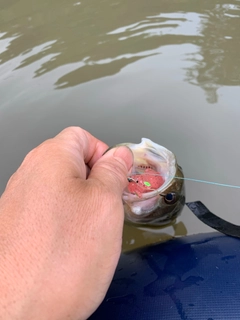 ラージマウスバスの釣果