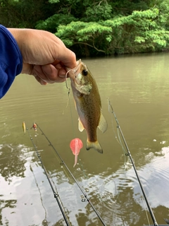 ラージマウスバスの釣果