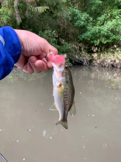 ラージマウスバスの釣果