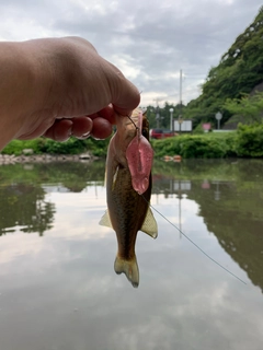 ラージマウスバスの釣果