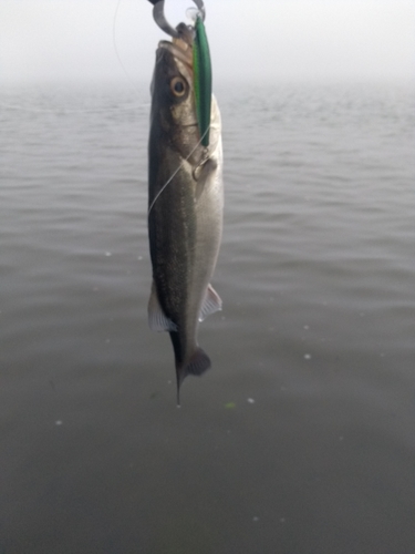 フッコ（マルスズキ）の釣果