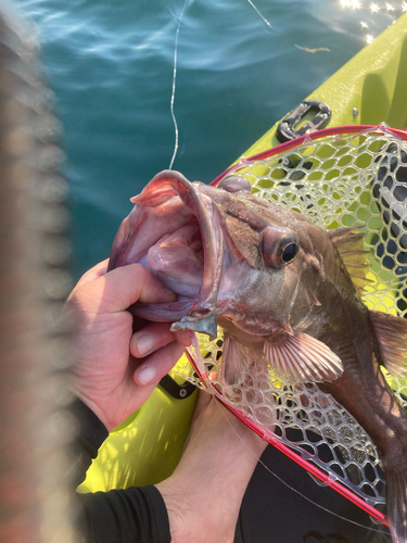 アラの釣果