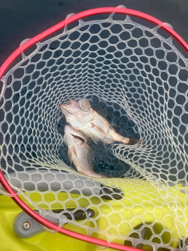 シロムツの釣果