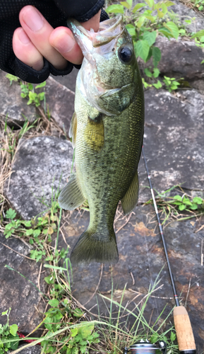 ラージマウスバスの釣果