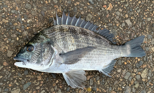 チヌの釣果