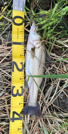 シーバスの釣果