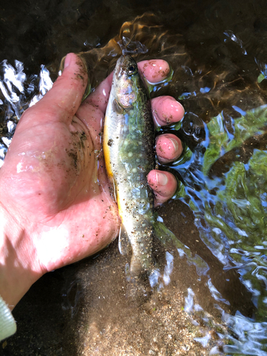 イワナの釣果