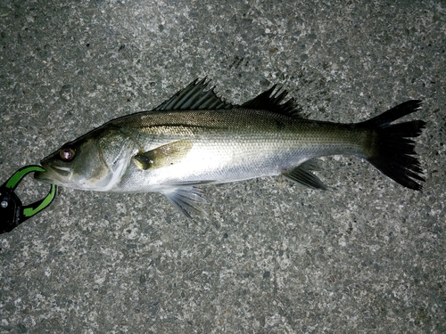 セイゴ（マルスズキ）の釣果