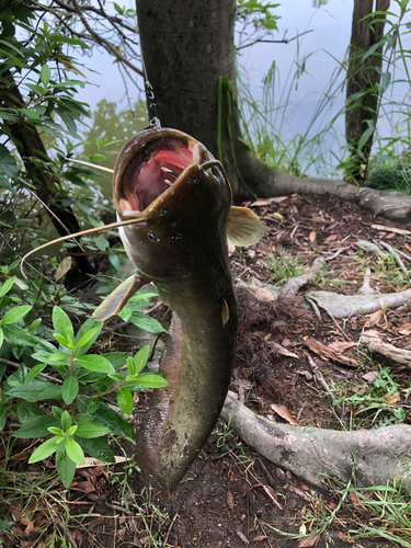 ナマズの釣果