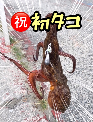 タコの釣果