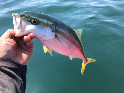 イナダの釣果