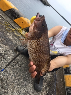 オオモンハタの釣果