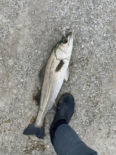 スズキの釣果