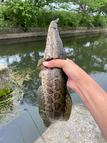 ライギョの釣果