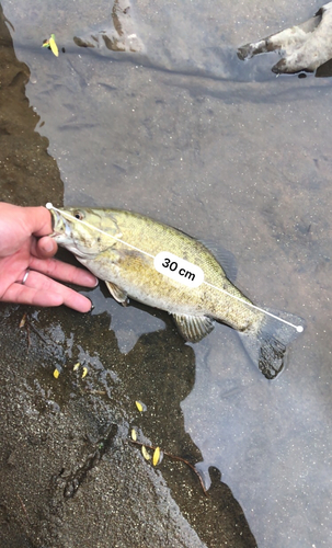 スモールマウスバスの釣果