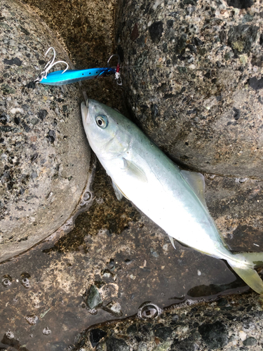 ワカシの釣果