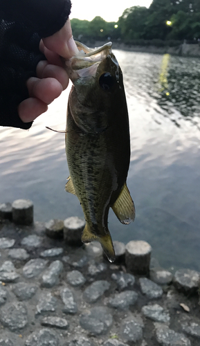 ラージマウスバスの釣果