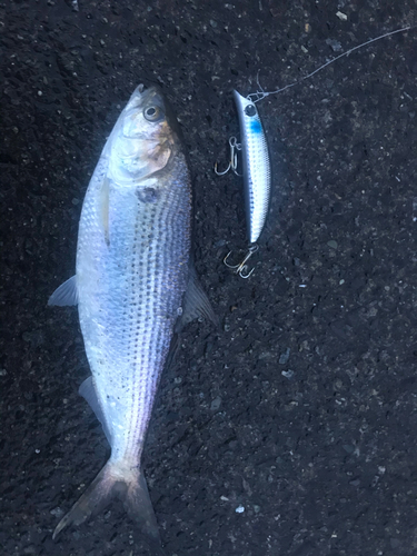 コノシロの釣果