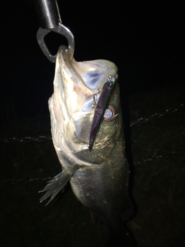 スズキの釣果