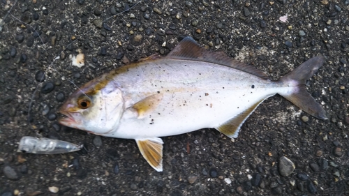 ネリゴの釣果