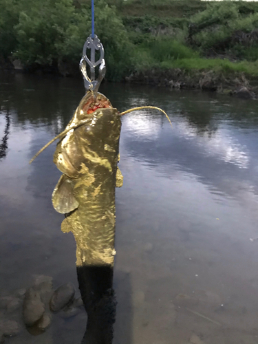 ナマズの釣果