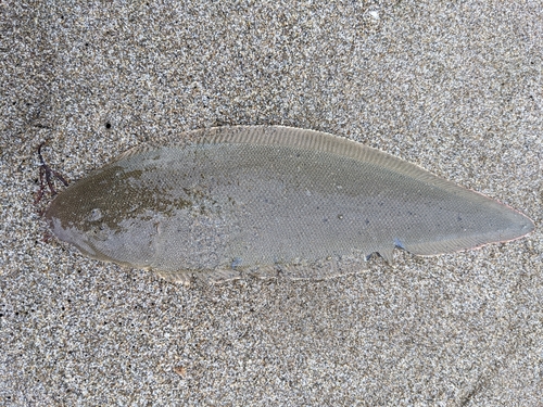 シタビラメの釣果