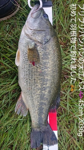 ブラックバスの釣果