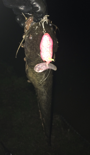 マナマズの釣果