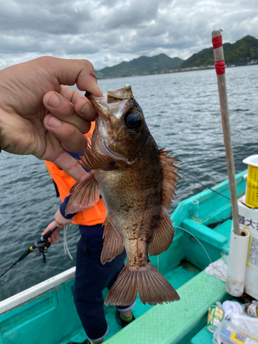 メバルの釣果