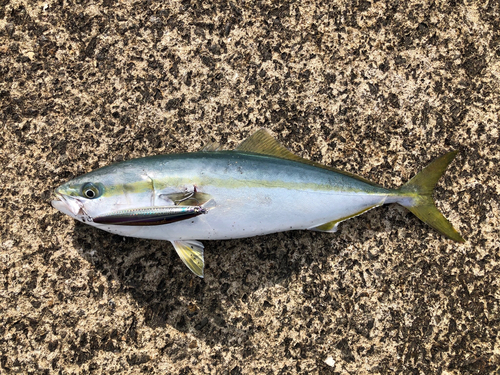 イナダの釣果