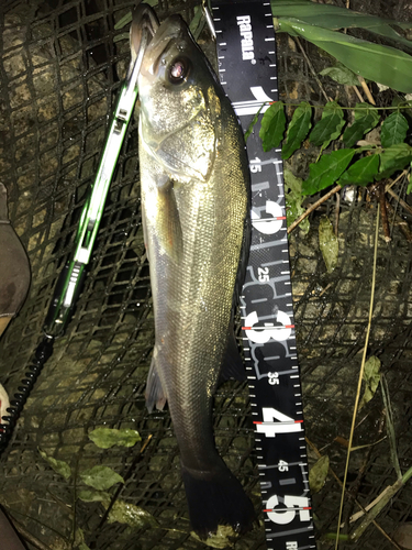 シーバスの釣果