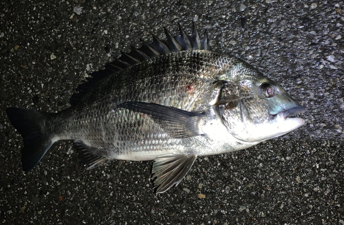 チヌの釣果