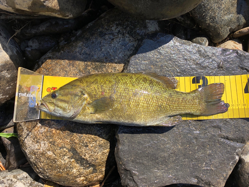 スモールマウスバスの釣果