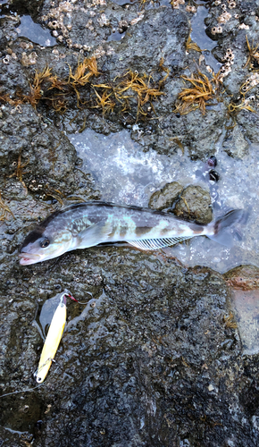 ホッケの釣果