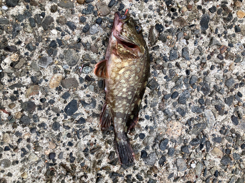 カサゴの釣果