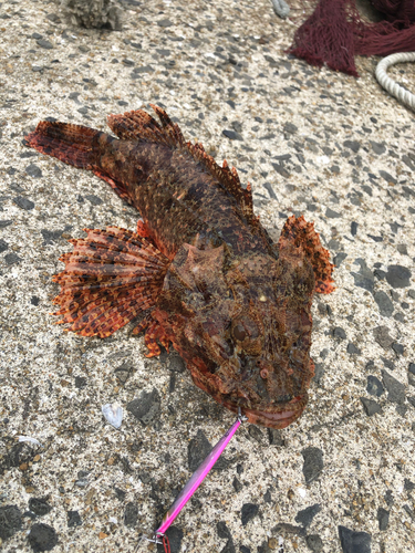 オニカサゴの釣果