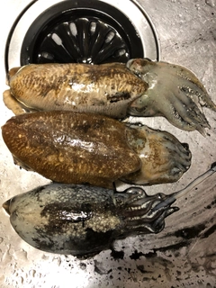 コウイカの釣果