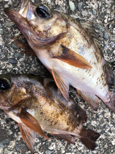 メバルの釣果