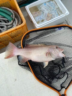 コブダイの釣果