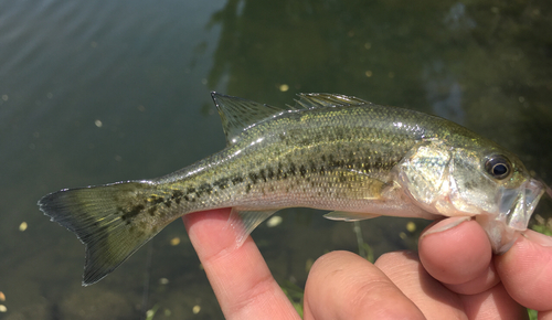 ブラックバスの釣果