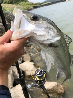 スズキの釣果