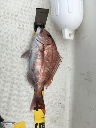 タイの釣果