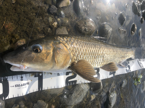 ニゴイの釣果