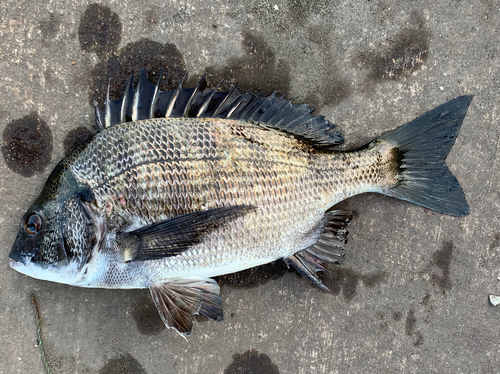 チヌの釣果